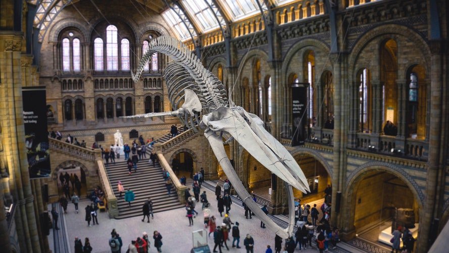 cheap or free things to do in London - visit the museums