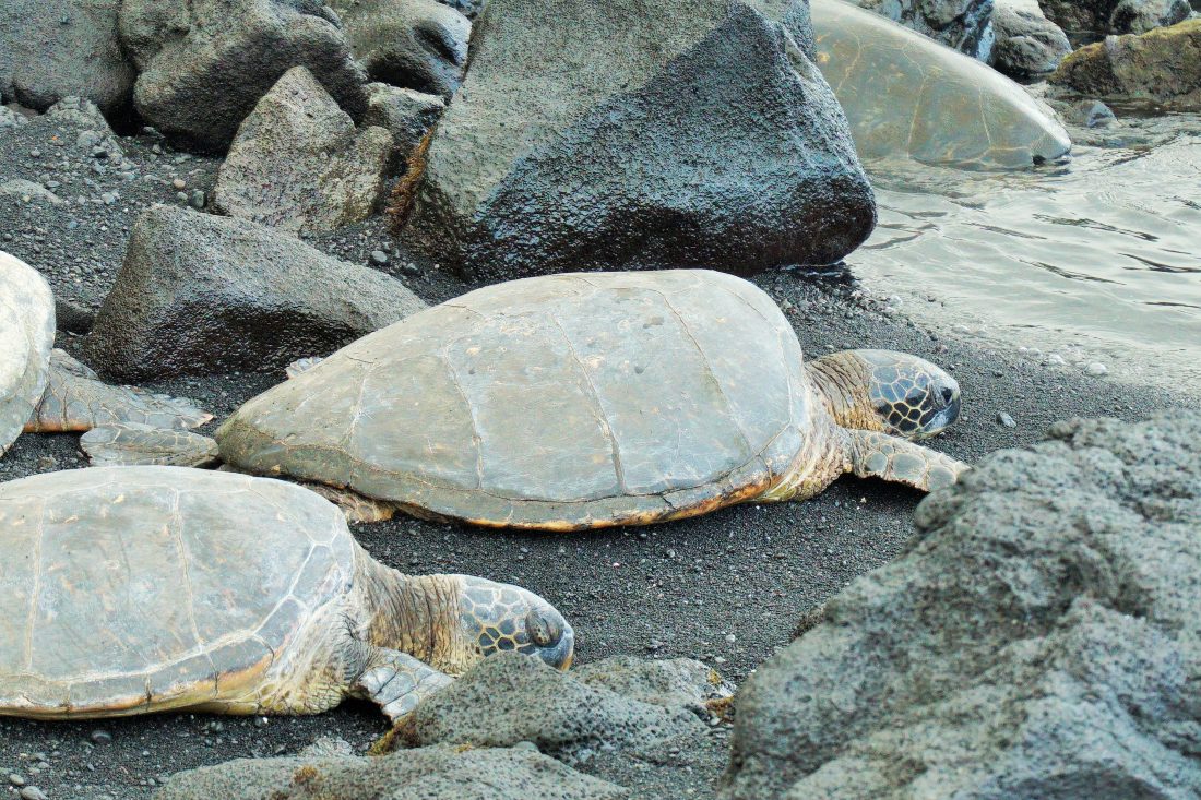 turtles on Punaluu Beach in Hawaii