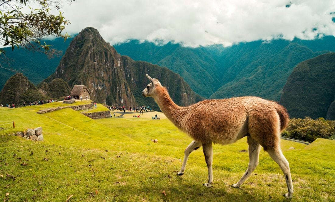 a llama standing near Machu Picchu Peru