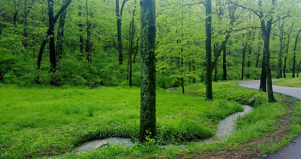 green grass and trees on a hiking trail in Nashville