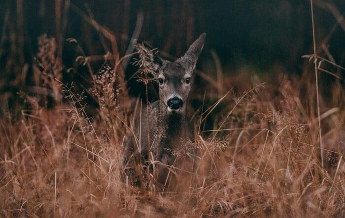 a deer in tall grass in Yosemite Park
