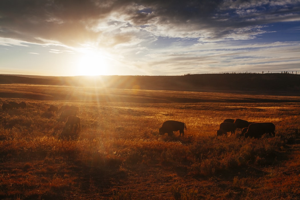 buffalos grazing at sunset hayden valley yellowstone three day itinerary